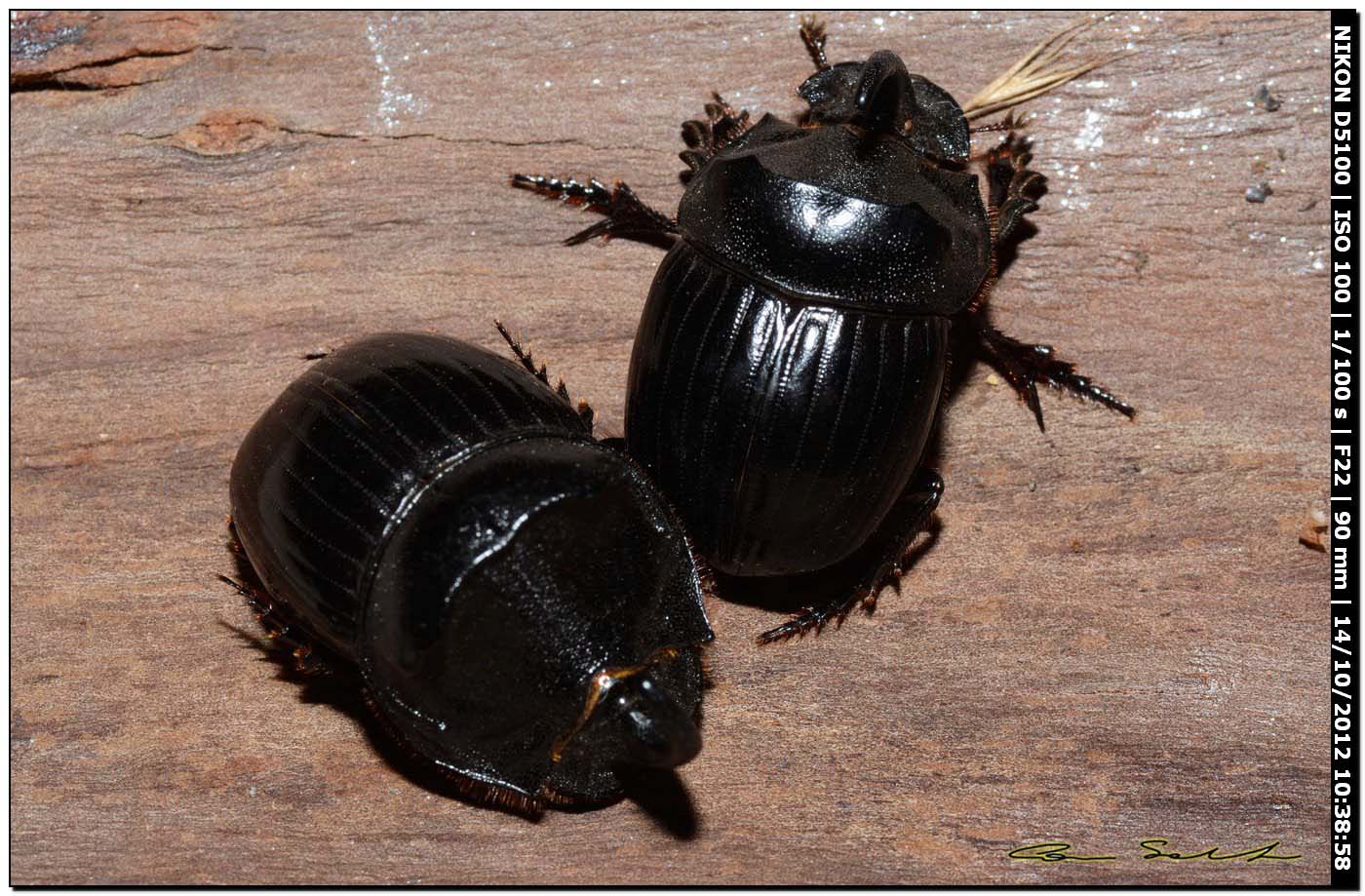 Scarabaeidae, Copris hispanus